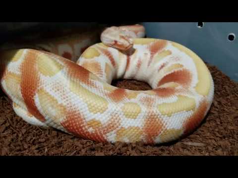 Sub-Adult Blood Python Morphs!