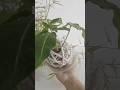 kokedama making#diy #plants #syngonium #plant #handmade #homedecor #shorts #trending #trendingshorts
