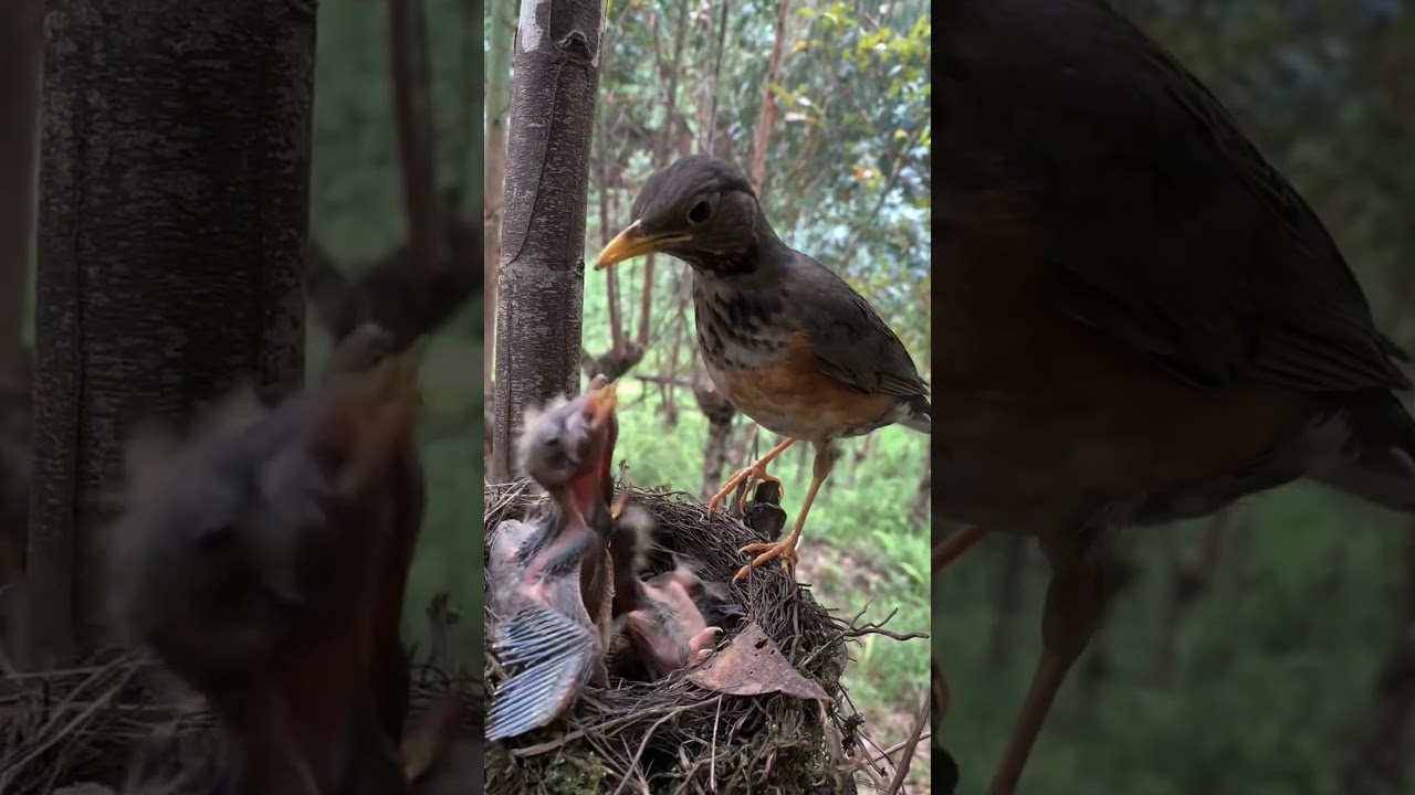 Review bird in nests 