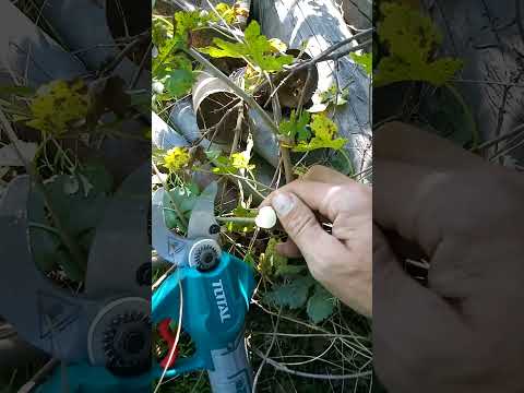 секатор аккумуляторный Total