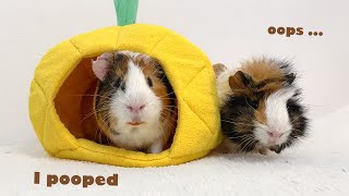 But I Was Not Ready For This! Expectations vs. Reality in Everyday Life With Guinea Pigs