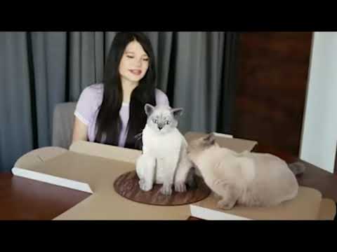 Cat doesn't know what to make of this!!!