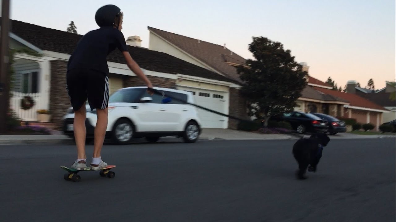 Skateboard Dog YouTube