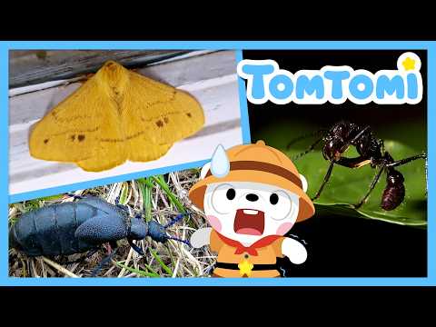 🦋 ¡Somos los insectos supervenenosos! ☠️ | Compilación de Canciones Infantiles | TOMTOMI en Español