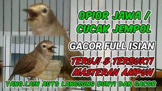 MASTERAN AMPUH OPIOR JAWA / CUCAK JEMPOL - Suara cucak jempol gacor full isian