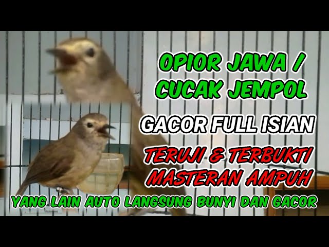 MASTERAN AMPUH OPIOR JAWA / CUCAK JEMPOL - Suara cucak jempol gacor full isian class=