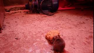 Cute Mouse Stealing Bread