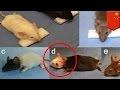 Китайский врач пересадил головы 1000 мышам