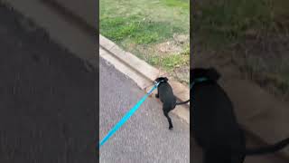 Zaras First Walk Around The Block.