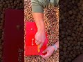 Premium Large Open-Shell Pine Nuts | Fresh Harvest | Best Seller 🥜