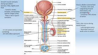 EXS 217 Lab The Reproductive System