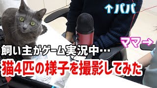 飼い主がゲーム実況しているときの猫4匹の様子