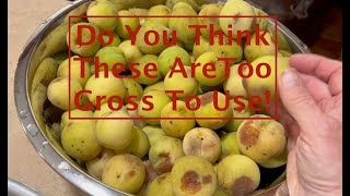 Food Is Too Valuable To Waste! | Preserving Gross Peaches! Net Worth