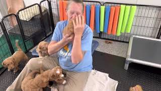 Playing with Ruby’s pups!