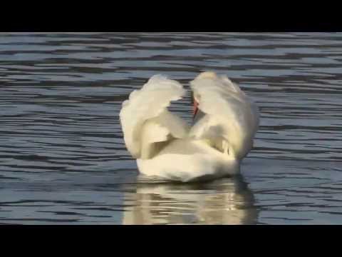 Harari Love Music Hal Wa 