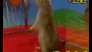 dramatic chipmunk calabria2style