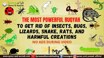 Very Strong Al Quran Ruqyah to Get Rid of Insects, Bugs, Lizards, Snake, Rats, and harmful creations