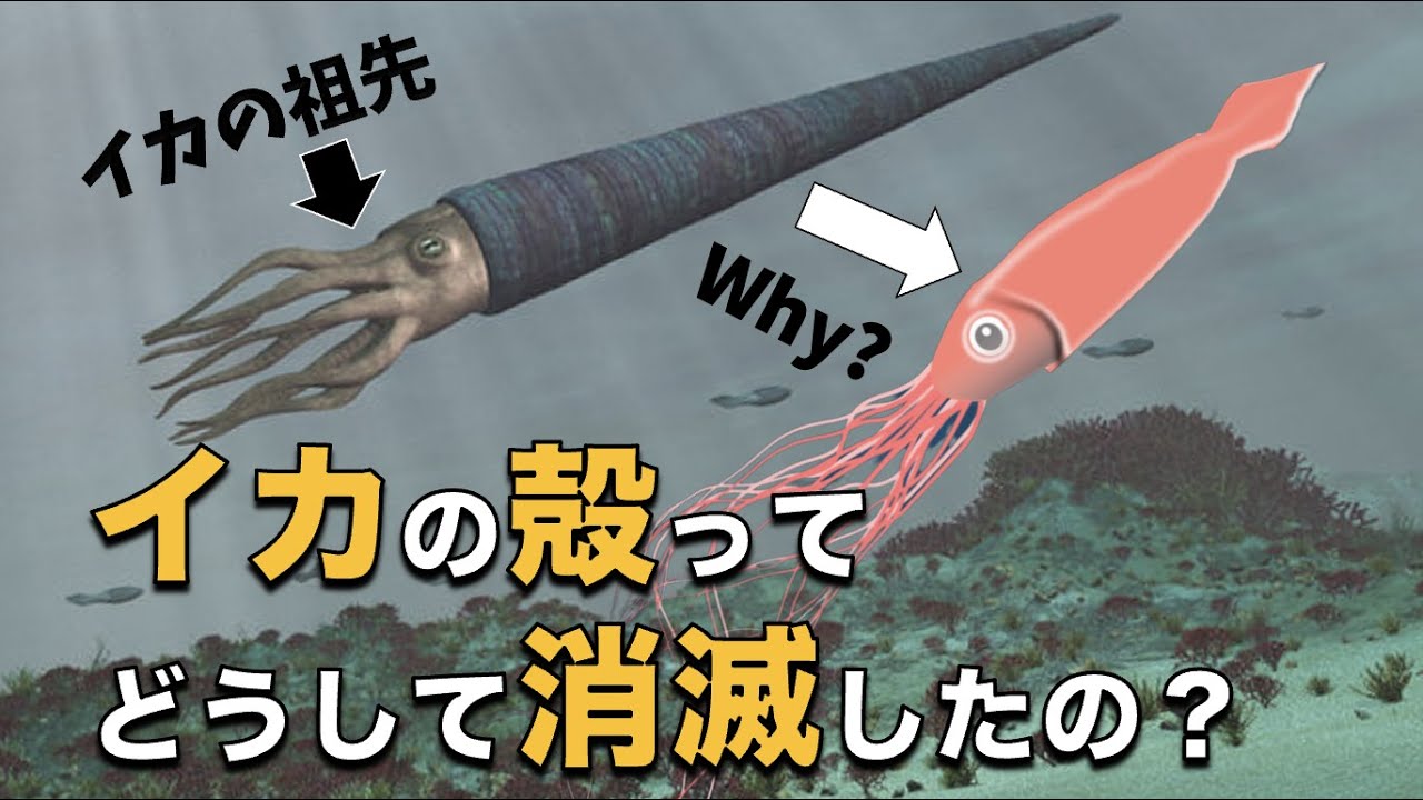 イカの殻が消えたのはなぜ？
