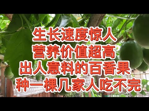 生长速度惊人，营养价值超高，出人意料的百香果，种一棵几家人吃不完