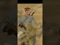 سقا الله فراقك يا بلاد بلاد مقحطة لا غايره ولا طايره ما بيها الصيد عويذر مسلسل أردني الأردن