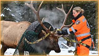 🎬 Rescue of a Deer with Antlers Stuck in a Tire – Just in Time for a Peaceful Christmas screenshot 3
