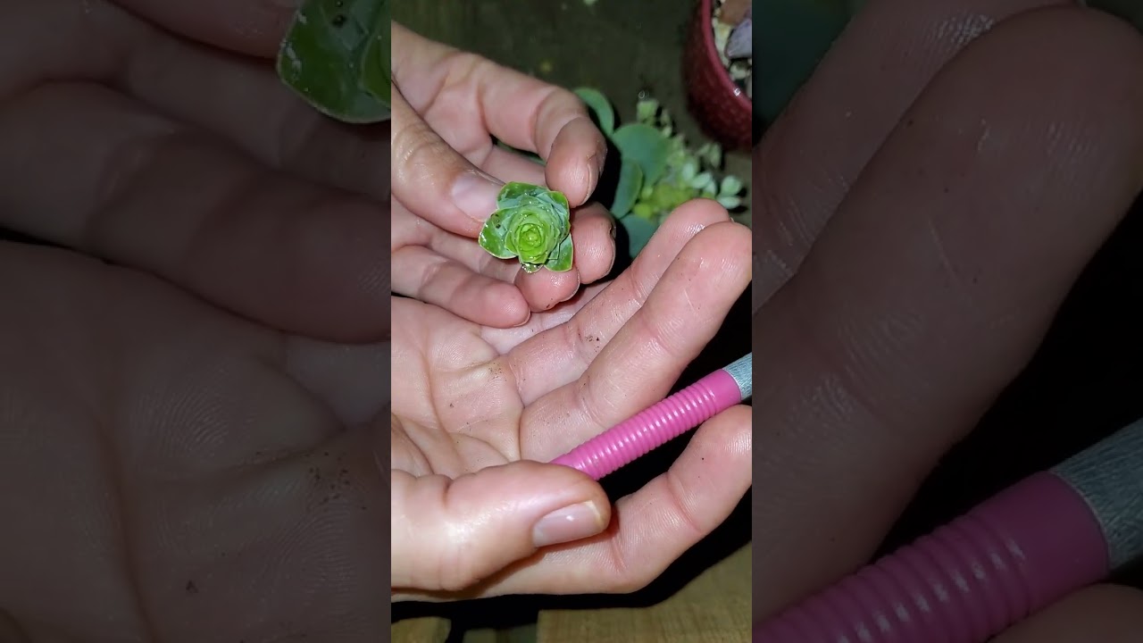 Decapitacion de echeveria Greenovia 💔💔