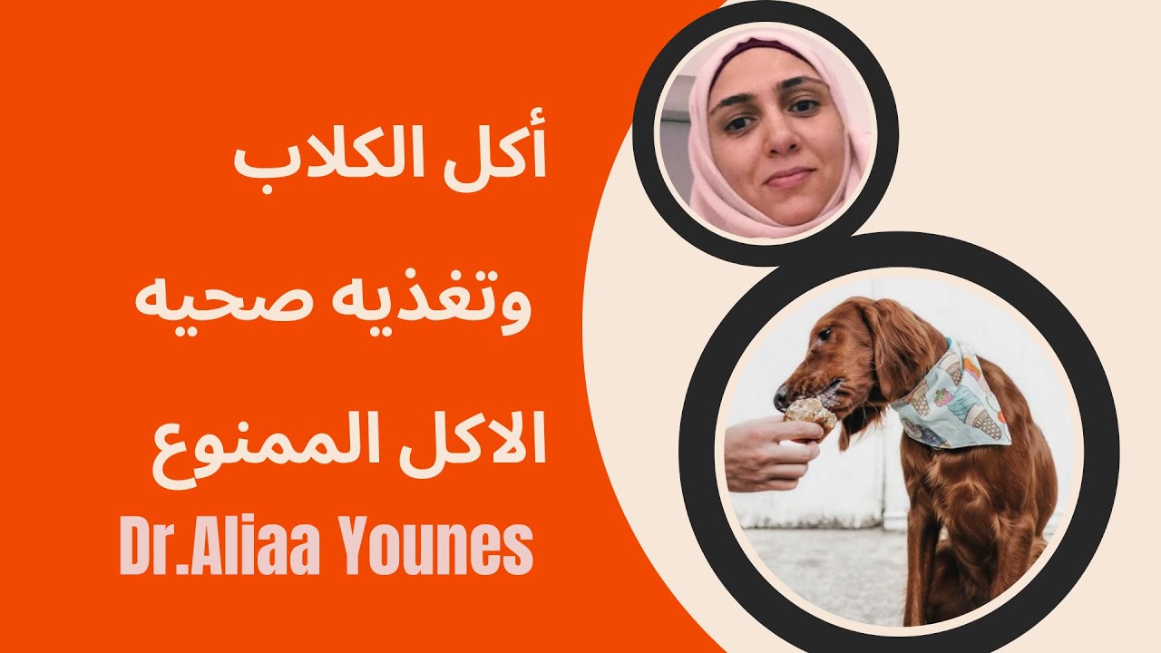 أكل الكلاب الصحي وتغذية الكاملة للكلب/الاكل النيئ/ الاكل البيتي/دراى فود/الاكل الممنوع لكلبك