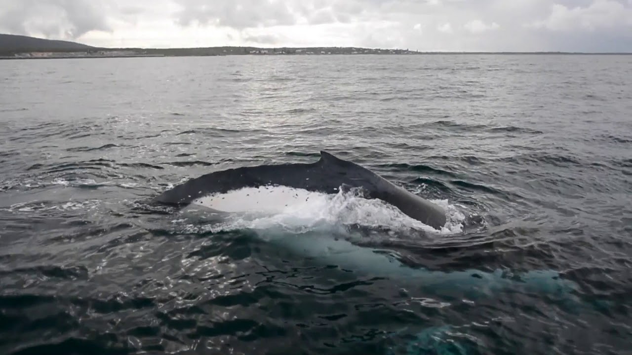 Whale Watch WA – The Legend Grows