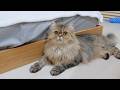 The kitten looked so cute trying to act cool even after a fierce fight!
