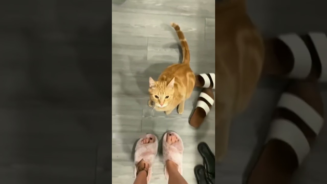 Who’s ready for a laugh fest 😻