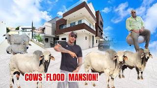 How IK Ogbonna  BURST Billionaire Vintage Mansion With Cows As They Flood Everywhere