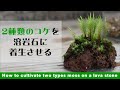 2種類のコケを溶岩石に着生させる方法【苔テラリウム着生テクニック#10】