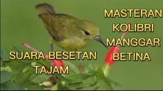 Masteran Kolibri Manggar Betina Besetan Tajam Suara Jernih