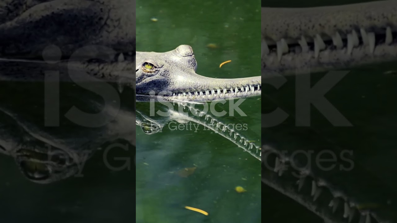 Crocodile That Swallows Rocks