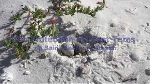 Bird Protection During The Gulf Oil Spill
