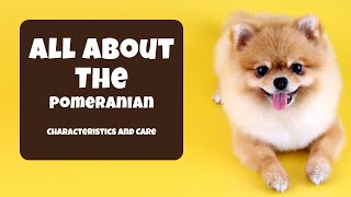 Pomeranian 101 | Characteristics and Care #pomeranian #dog #doglover