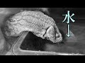 ショック!ひろしが・・水に顔をつけたまま・・・
