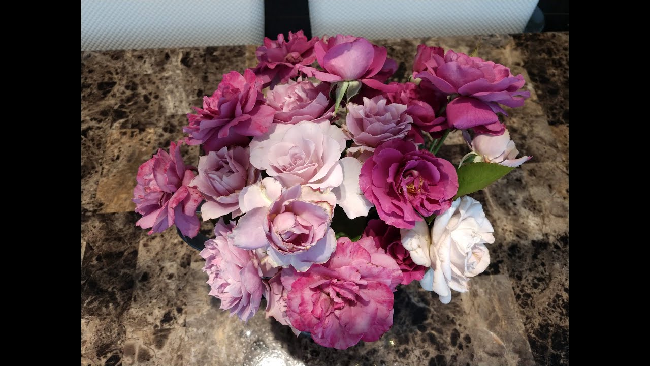 My Favorite Cut Garden Roses YouTube