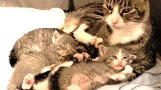 Rescue 6 2weekold kittens and their beautiful mom cat