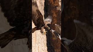 Eagle attack on falcon #shorts #eagles