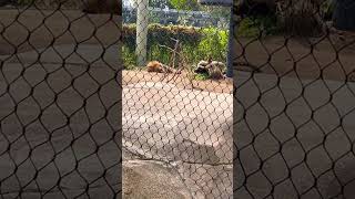 San Diego zoo. Resting lion. ￼