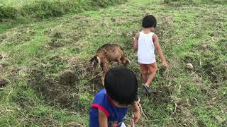 Baba, Coco And The Goat