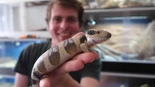 Buying Selling Reptiles In Australia