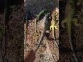 Todays hunt was a success 🦎 #miami #viral #explorepage #shortsviral