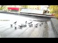 Голуби под дождем. (Pigeons under the Rain)