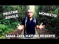 SAMA JAYA NATURE RESERVE | Monkeys, Runners &amp; Pristine Jungle in Kuching