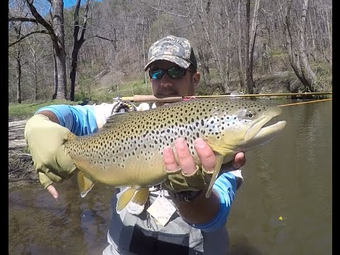 Monster rainbow and brown trout (FERDproductions VID_01)