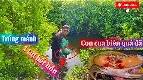 Một Hôm Trúng Tép, Cá, Cua Biển Quá Đã Luôn Anh Chị Ơi| Hoàng Vinh Vlog