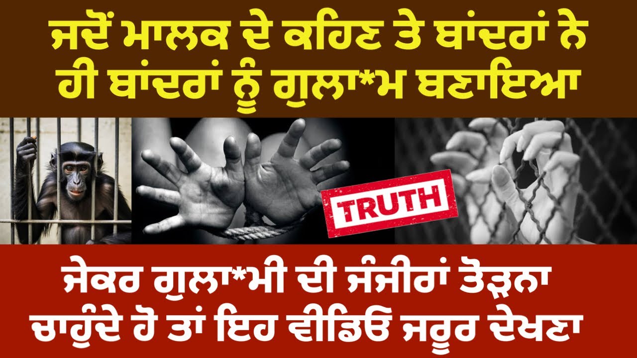 ਜਦੋਂ ਮਾਲਕ ਦੇ ਕਹਿਣ ਤੇ ਬਾਂਦਰਾਂ ਨੇ ਹੀ ਬਾਂਦਰਾਂ ਨੂੰ ਬਣਾਇਆ ਗੁਲਾ*ਮ। True story of Slavery in foreign