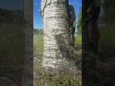 Video: Apakah ada pohon birch di Utah?